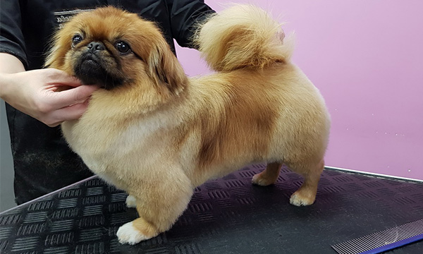 pekines_1