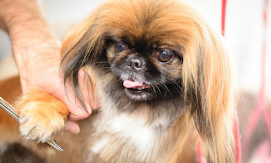 pekines_3