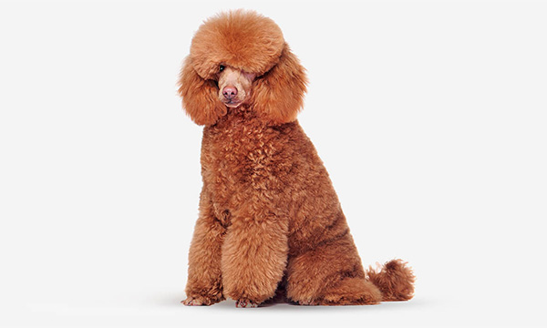 poodle_1